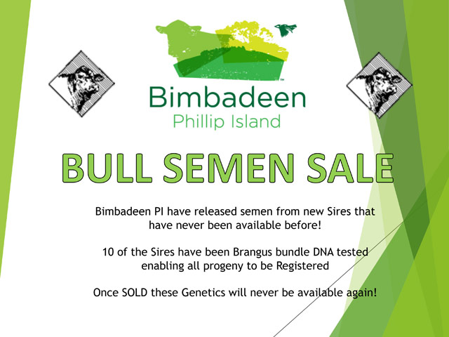 2020 Bimbadeen Bull Semen Sale