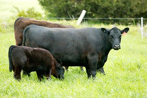 Angus cow with calf