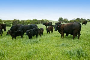 Bimbadeen Angus Herd