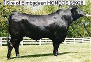 Sire of Bimbadeen Hondos 95928