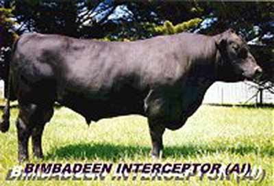 Bimbadeen Interceptor 90921