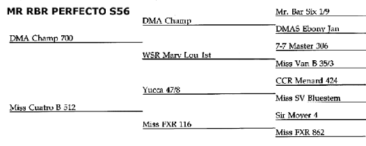 Mr Perfecto 56 Pedigree