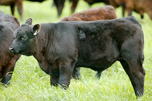 Young Angus Bull