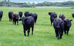 Cattle in paddock