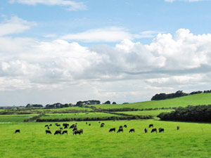 Farm views