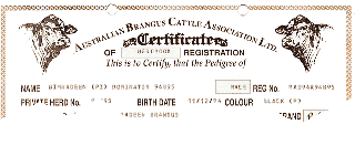 Pedigree Certificate Graphic