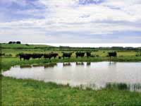 Cattle by Dam