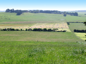 Farm views