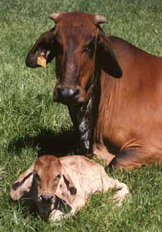 Tuxpeno as a calf